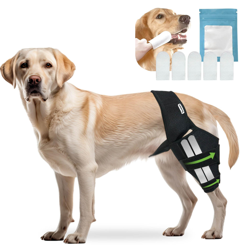 Dog ACL Knee Brace — Joint Support for Front & Back Legs
